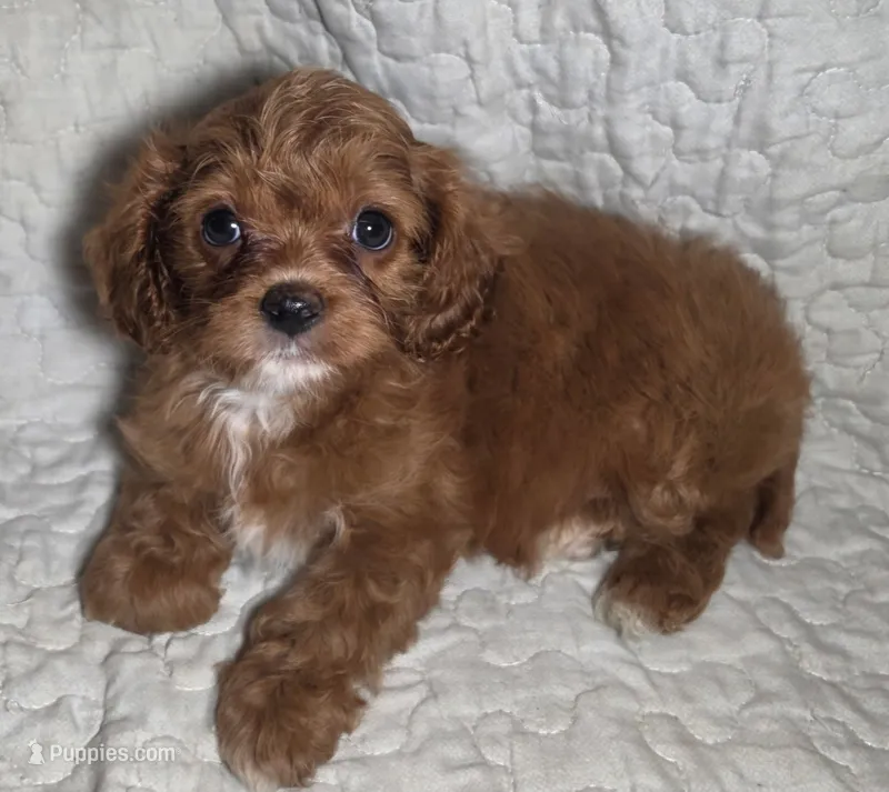 Ruby – Cavapoo puppy for sale in Lexington, TN