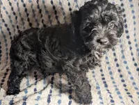 Smokey, a male Cavapoo for sale in Lexington, TN – 4 of 4