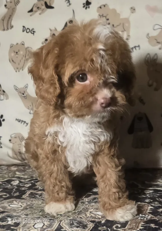 Rusty – Cavapoo puppy for sale in Lexington, TN