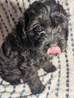 Smokey, a male Cavapoo for sale in Lexington, TN – 2 of 4