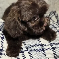 Cocoa, a female Cavapoo for sale in Lexington, TN – 4 of 6