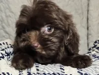 Cocoa, a female Cavapoo for sale in Lexington, TN – 3 of 6