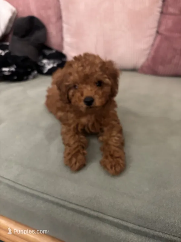 Teddy – Poodle - Toy  puppy for sale in Oklahoma City, OK