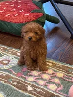Teddy, a male Poodle - Toy  for sale in Oklahoma City, OK – 2 of 2