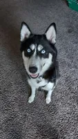 Lucy , a female Siberian Husky for sale in Lansing, MI – Photo 1 of 3