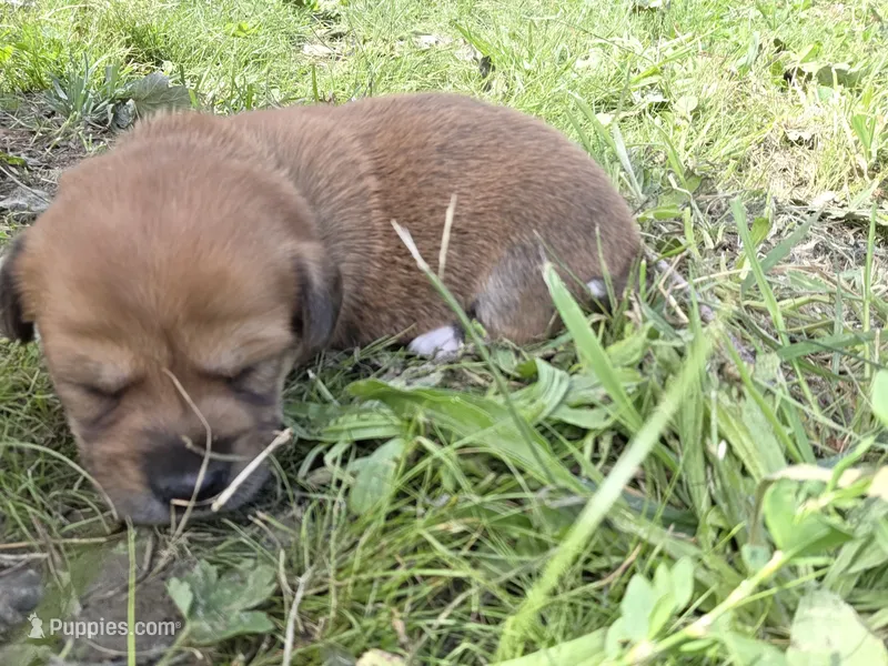 Dot – Dachshund puppy for sale in Corning, NY