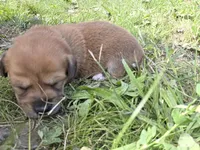 Dot, a female Dachshund for sale in Corning, NY – 1 of 1