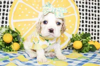 Harlie, a female Cocker Spaniel for sale in Paris, TX – 1 of 6