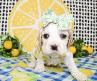 Harlie, a female Cocker Spaniel for sale in Paris, TX – 6 of 6