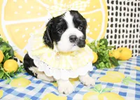 Tillie, a female Cocker Spaniel for sale in Paris, TX – 5 of 7