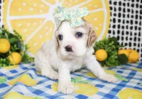 Harlie, a female Cocker Spaniel for sale in Paris, TX – 4 of 6