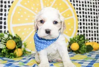 Nico, a male Cocker Spaniel for sale in Paris, TX – 1 of 5