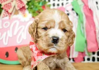 Cooper, a male Cocker Spaniel for sale in Paris, TX – 2 of 5