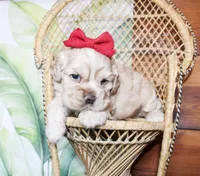 Callie, a female Cocker Spaniel for sale in Paris, TX – Photo 5 of 6