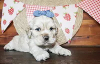 Callie, a female Cocker Spaniel for sale in Paris, TX – Photo 1 of 6