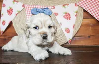 Callie, a female Cocker Spaniel for sale in Paris, TX – Photo 3 of 6
