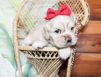 Callie, a female Cocker Spaniel for sale in Paris, TX – Photo 4 of 6