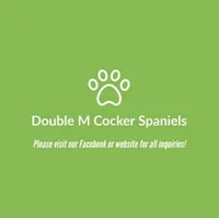 Callie, a female Cocker Spaniel for sale in Paris, TX – Photo 6 of 6