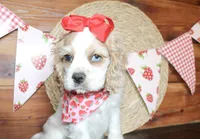 Darla, a female Cocker Spaniel for sale in Paris, TX – Photo 2 of 5