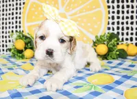 Patsy, a female Cocker Spaniel for sale in Paris, TX – 4 of 4