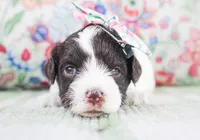 Millie, a female Cavapoo for sale in Paris, TX – Photo 1 of 3