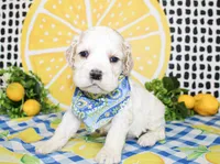 Dane, a male Cocker Spaniel for sale in Paris, TX – 5 of 5