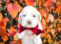 Shilo, a male Cocker Spaniel for sale in Paris, TX – Photo 4 of 5
