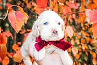 Shilo, a male Cocker Spaniel for sale in Paris, TX – Photo 2 of 5