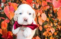 Shilo, a male Cocker Spaniel for sale in Paris, TX – Photo 1 of 5