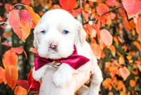 Shilo, a male Cocker Spaniel for sale in Paris, TX – Photo 3 of 5