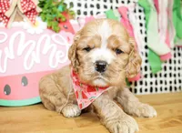 Cooper, a male Cocker Spaniel for sale in Paris, TX – 4 of 5