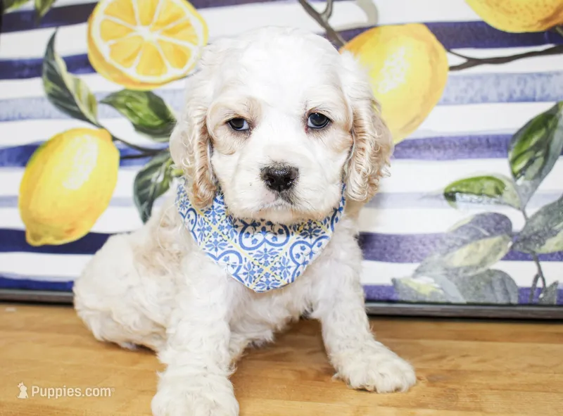 Nico – Cocker Spaniel puppy for sale in Paris, TX