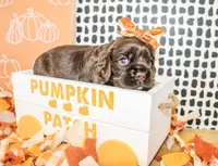 Lou, a female Cocker Spaniel for sale in Paris, TX – 2 of 3