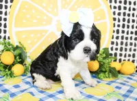 Tillie, a female Cocker Spaniel for sale in Paris, TX – 7 of 7