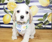 Dane, a male Cocker Spaniel for sale in Paris, TX – 3 of 10