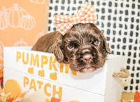 Marley, a female Cocker Spaniel for sale in Paris, TX – 4 of 4