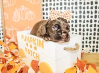 Marley, a female Cocker Spaniel for sale in Paris, TX – 2 of 4