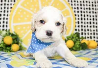 Nico, a male Cocker Spaniel for sale in Paris, TX – 4 of 5