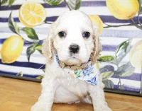 Dane, a male Cocker Spaniel for sale in Paris, TX – 2 of 10