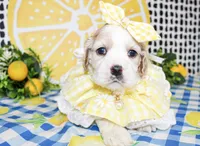 Patsy, a female Cocker Spaniel for sale in Paris, TX – 1 of 4