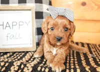 Sophie, a female Cavalier King Charles Spaniel for sale in Paris, TX – Photo 3 of 6