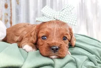 Sophie, a female Cavalier King Charles Spaniel for sale in Paris, TX – Photo 6 of 6