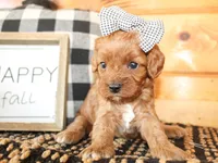 Sophie, a female Cavalier King Charles Spaniel for sale in Paris, TX – Photo 2 of 6