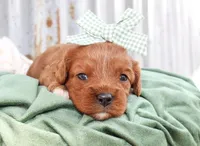 Sophie, a female Cavalier King Charles Spaniel for sale in Paris, TX – Photo 5 of 6