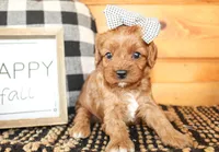 Sophie, a female Cavalier King Charles Spaniel for sale in Paris, TX – Photo 1 of 6