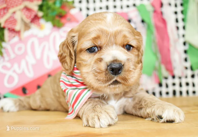 Nash – Cocker Spaniel puppy for sale in Paris, TX