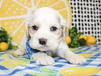 Nico, a male Cocker Spaniel for sale in Paris, TX – 3 of 5