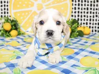 Cooper, a male Cocker Spaniel for sale in Paris, TX – 5 of 5