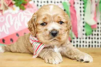 Nash, a male Cocker Spaniel for sale in Paris, TX – 5 of 7