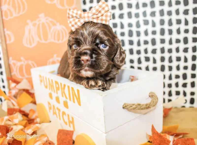 Marley – Cocker Spaniel puppy for sale in Paris, TX